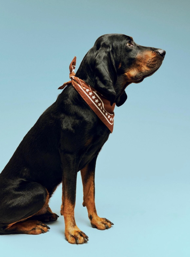 HAY Dogs Scarf Recycled brown.jpg