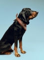 HAY Dogs Scarf Recycled brown.jpg