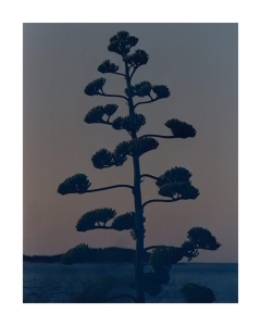 THE POSTER CLUB druk artystyczny HVAR AGAVE FLOWER 40x50