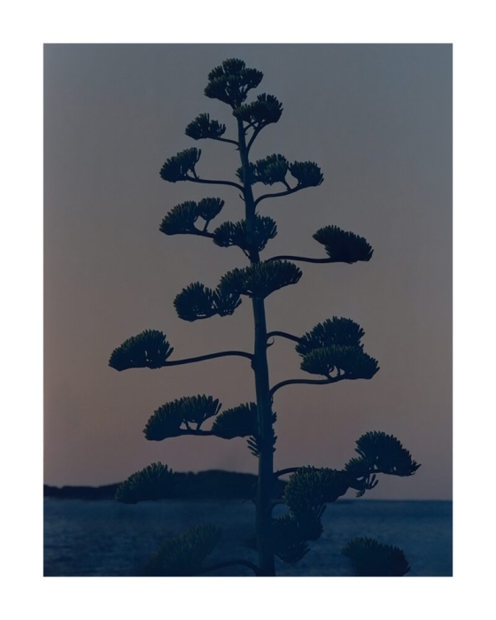 Armin_Tehrani_Hvar_Agave_Flower_Product_Low_Res-800x1000.jpg