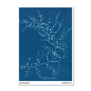 Louisiana druk artystyczny  Anna Atkins – Cystoseira fibrosa
