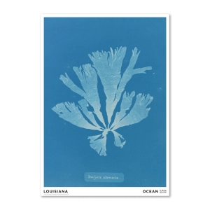 Louisiana druk artystyczny  Anna Atkins – Dictyota atomariasum