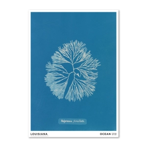 Louisiana druk artystyczny  Anna Atkins – Halymenia furcelatta