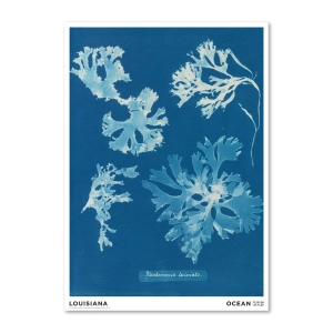 Louisiana druk artystyczny  Anna Atkins – Rhodomenia laciniata