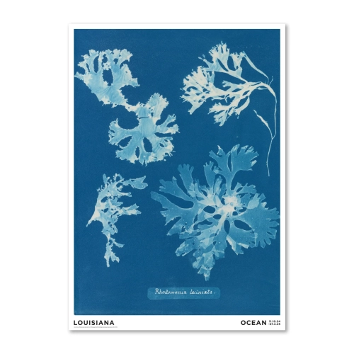 AtkinsRhodomenialaciniataLouisianaPlakat-med-ramme_1560x1560.jpg.webp