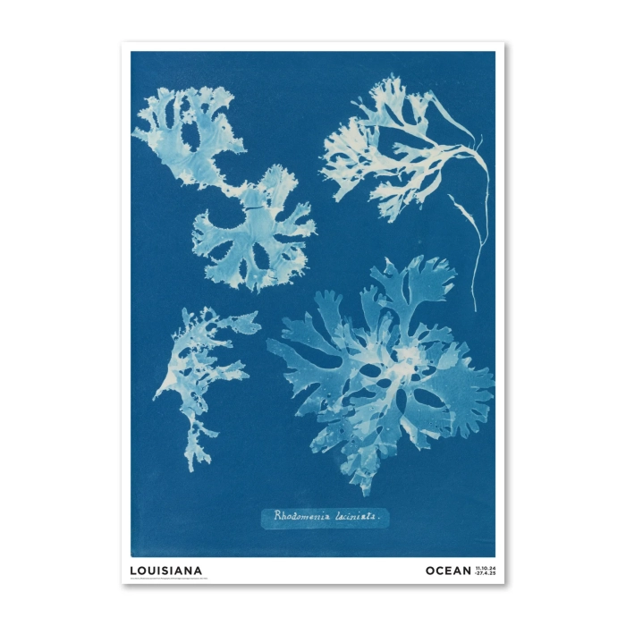 AtkinsRhodomenialaciniataLouisianaPlakat-med-ramme_1560x1560.jpg.webp