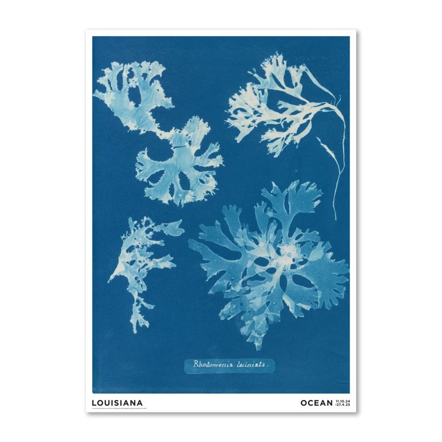 AtkinsRhodomenialaciniataLouisianaPlakat-med-ramme_1560x1560.jpg.webp