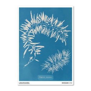 Louisiana druk artystyczny Anna Atkins – Sargassum plumosum