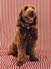 HAY Dogs Collar Flat M-L red and white stripe.jpg