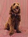 HAY Dogs Collar Flat M-L red and white stripe.jpg