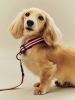 HAY Dogs Collar Flat S-M red and white stripe_HAY dogs Leash red and white stripe.jpg