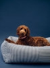 HAY Dogs Bed Zip L blue and white stripe_HAY Dogs Collar Flat M-L red and white stripe.jpg