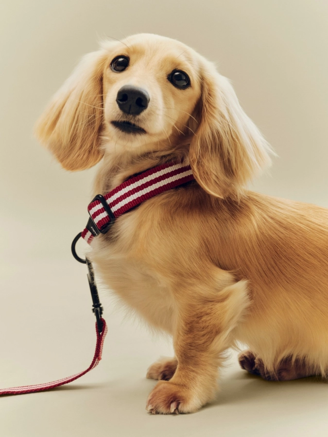 HAY Dogs Collar Flat S-M red and white stripe_HAY dogs Leash red and white stripe.jpg