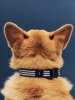 HAY Dogs Collar Flat M-L blue and white stripe.jpg