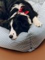 HAY Dogs Bed Zip L blue and white stripe_HAY Dogs Scarf Recycled red_02.jpg