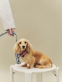 HAY Dogs Collar Flat S-M red and white stripe_HAY dogs Leash blue and white stripe.jpg
