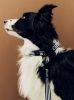 HAY Dogs Collar Flat M-L blue and white stripe_HAY dogs Leash blue and white stripe.jpg