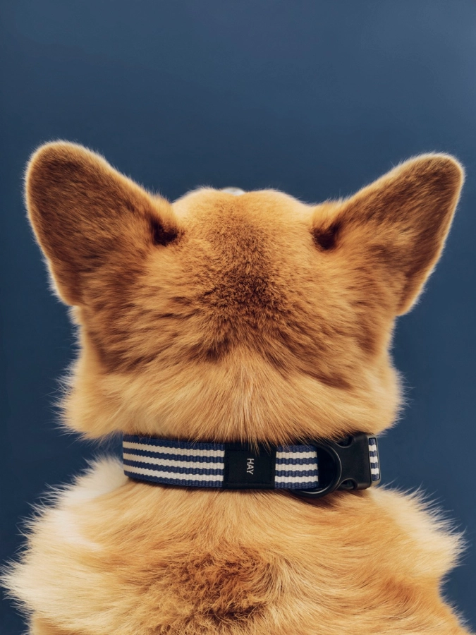 HAY Dogs Collar Flat M-L blue and white stripe.jpg