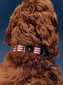 HAY Dogs Collar Flat M-L red and white stripe_01.jpg