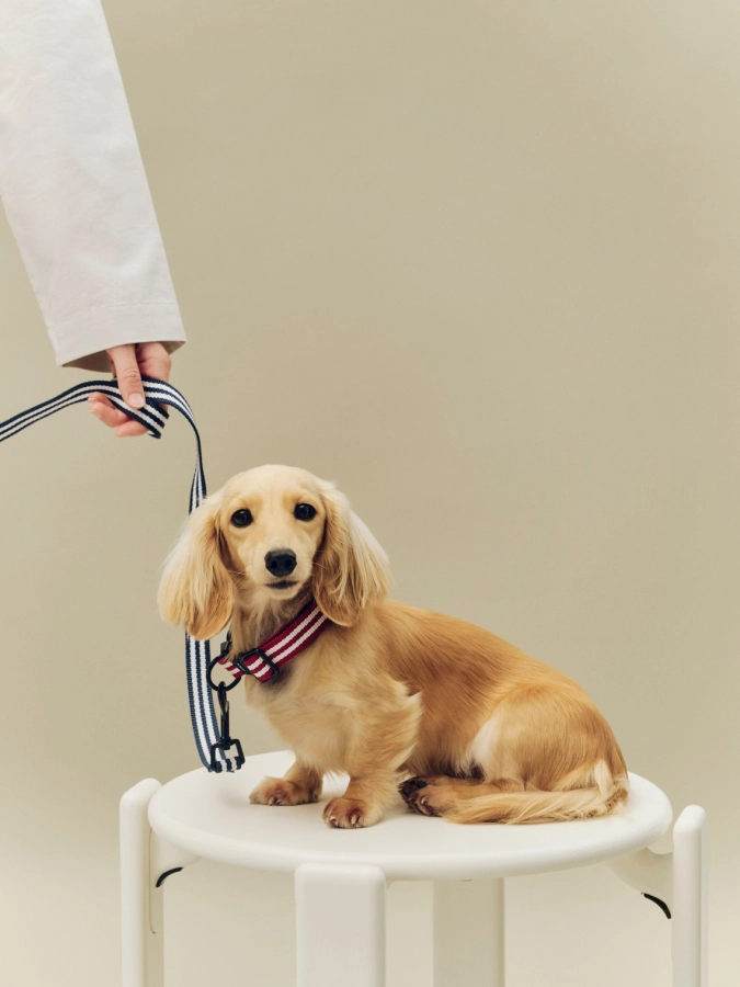 HAY Dogs Collar Flat S-M red and white stripe_HAY dogs Leash blue and white stripe.jpg