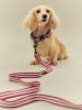 HAY Dogs Collar Flat S-M red and white stripe_HAY dogs Leash red and white stripe_02.jpg
