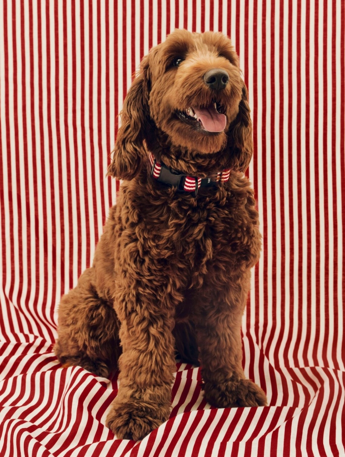 HAY Dogs Collar Flat M-L red and white stripe.jpg