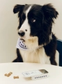 HAY Dogs Treat Tin S blue and white_HAY Dogs Scarf Recycled off-white with blue.jpg