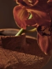1104272538_12.jpg.webp
