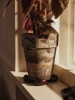 1104272483_10.jpg.webp