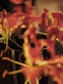 1104272542_12.jpg.webp